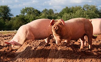 Pig & Cyanotic